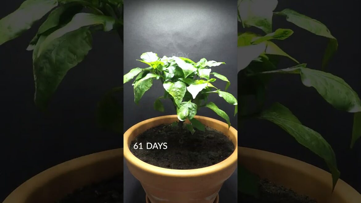 123 Days In 36 Seconds – Orange Mini Bell Pepper 123 Days In 36 Seconds - Orange Mini Bell Pepper