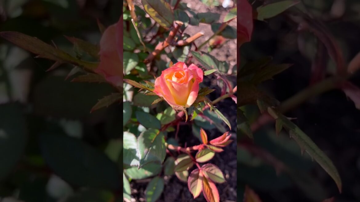🌹✨ Rose Buds 💖 Nature's Sweetest Little Surprises #shorts #ytshorts #rose #spring #gardening