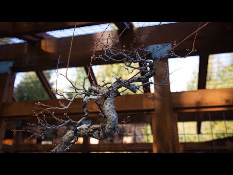 Maximizing Bonsai Aesthetics with Dynamic Design on an American Plum Tree Maximizing Bonsai Aesthetics with Dynamic Design on an American Plum Tree