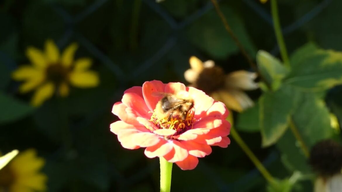 All flowers are beautiful in their own way, and that’s like women too. #syednadeemmedia #viral #top