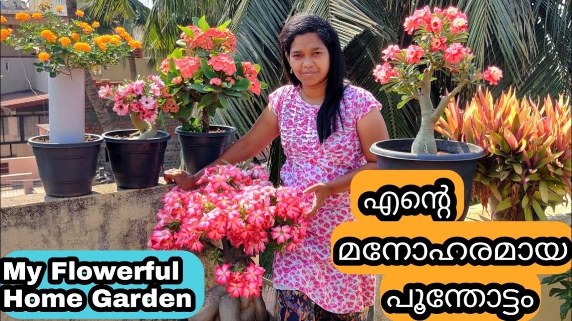 Home Garden Tour | Flowering Tips | മനോഹരമായ ടെറസ് പൂന്തോട്ടം | Summer Flowering Plants