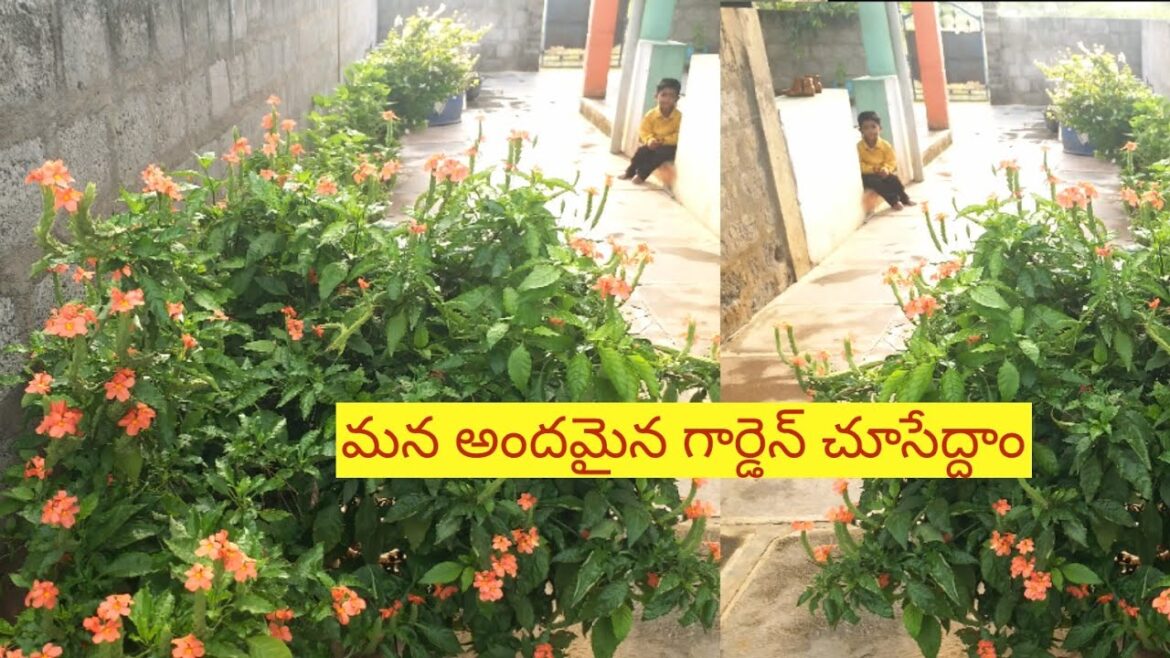 My Home Garden Tour, మా అందమైన గార్డెన్ #gardening #nature #plants #rose #gardeningideas