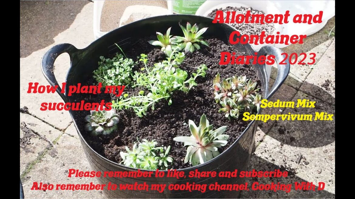 D.W.W. Container Gardening 2023 - Planting Out My Succulent Plants For A Nice Display