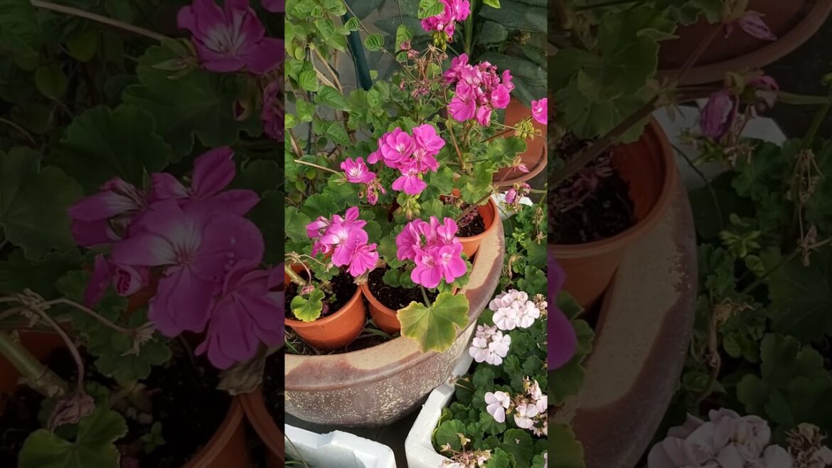 FLOWER PLANT ! FLOWER GARDENING ! FLOWER TYPES ! INDOOR PLANTS ! CONTAINER GARDENING ! K5 ! KFIVE 28