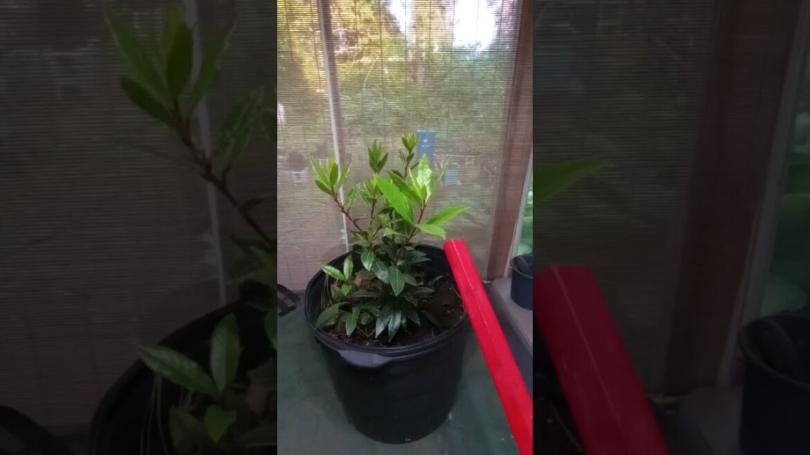 LITFM Garden Life - Sweet Bay O' Mine