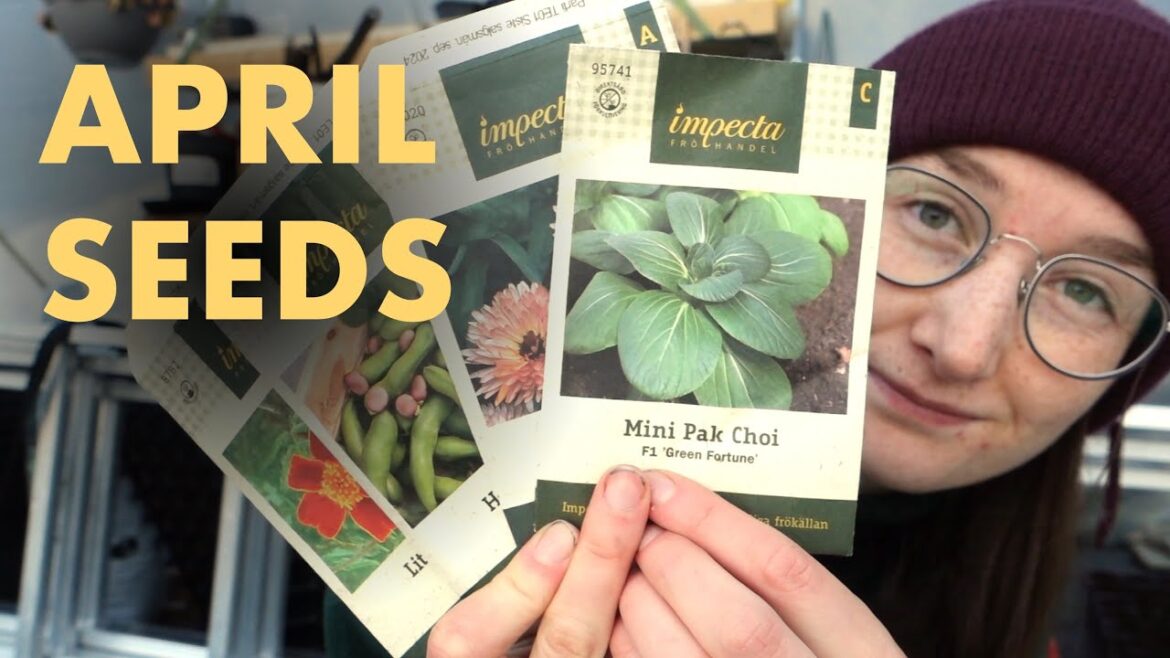 What did I sow in April? | Cold climate winter sowing | Emma's Norwegian vegetable garden
