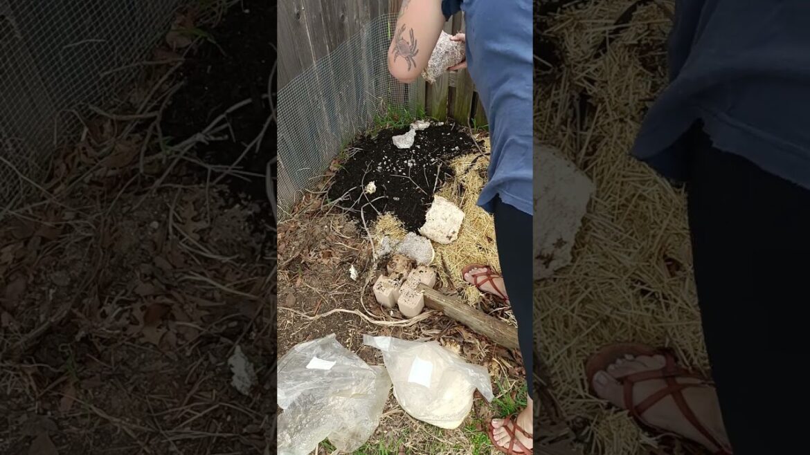 Making a mushroom garden #growingfood #garden #gardening #growingmushrooms #gardentips