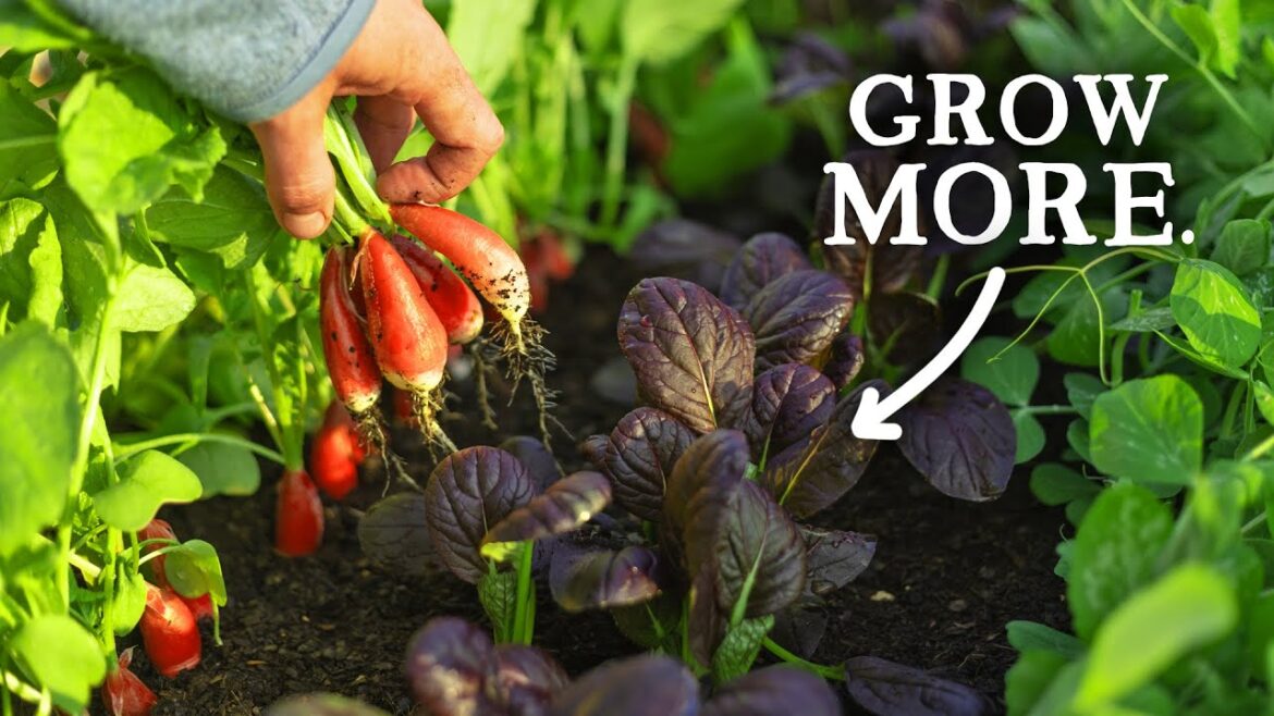 EASY Sowing Technique to Extend Cropping