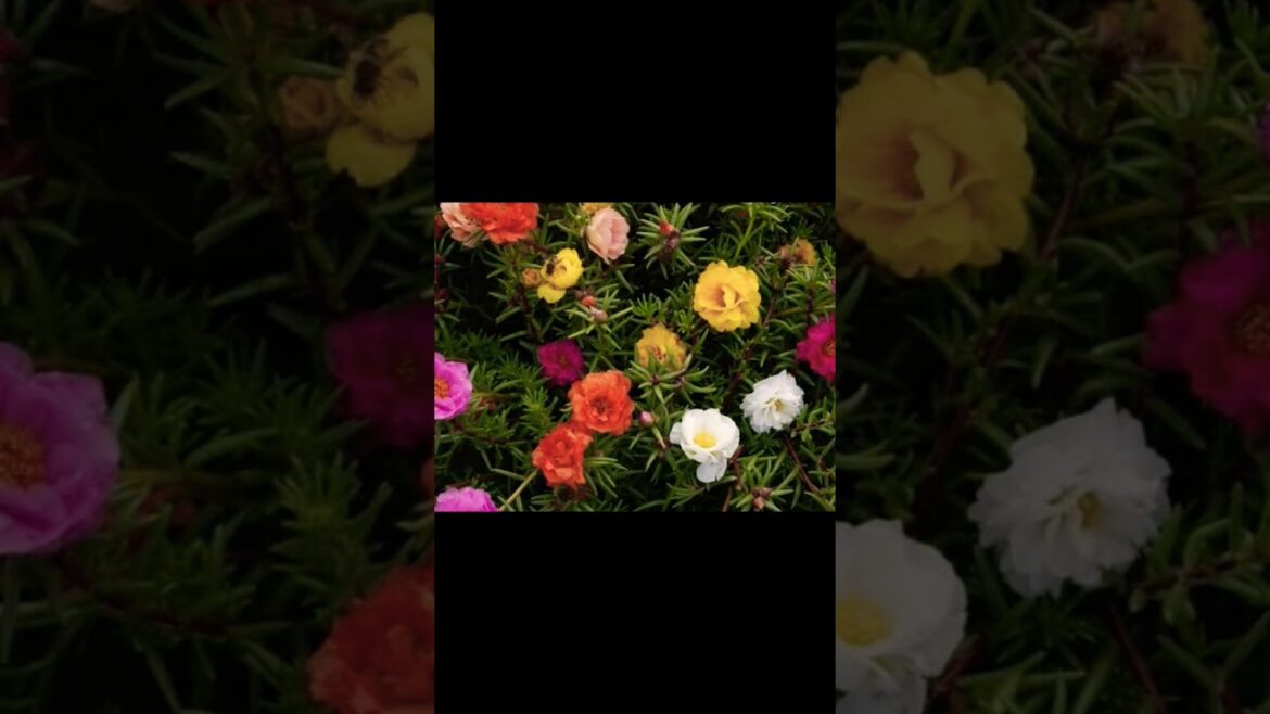 portulaca plant best summer flowering plant#gardening #shorts#gardeningtips #shortsfeed #plant