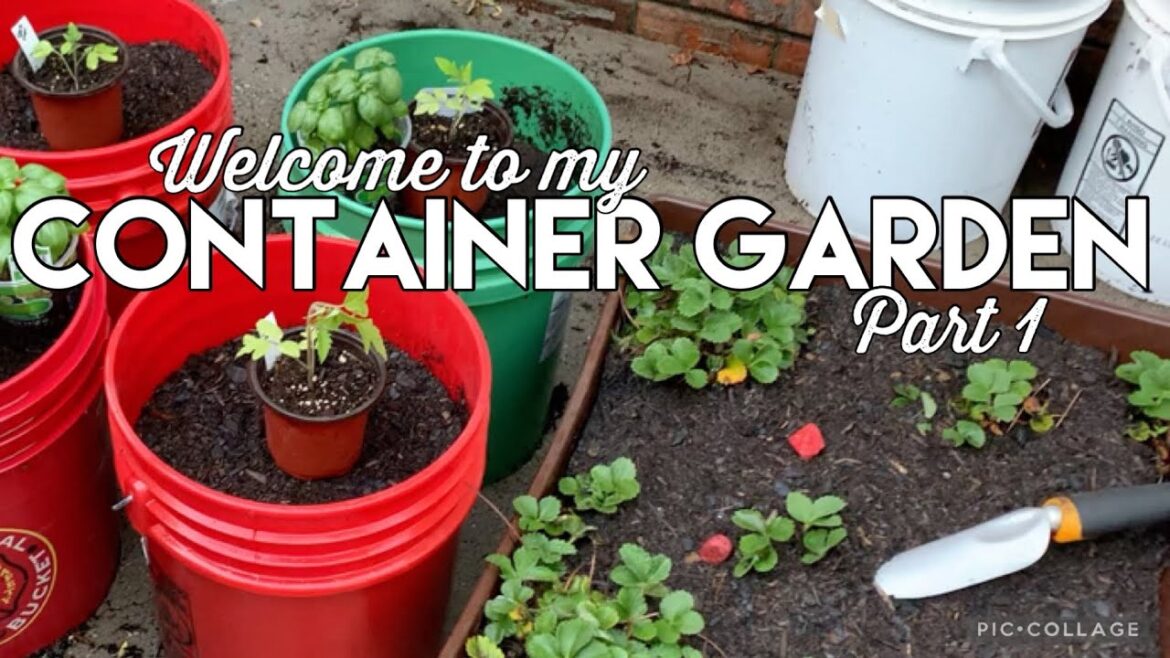 Container Gardening using 5 Gallon Buckets