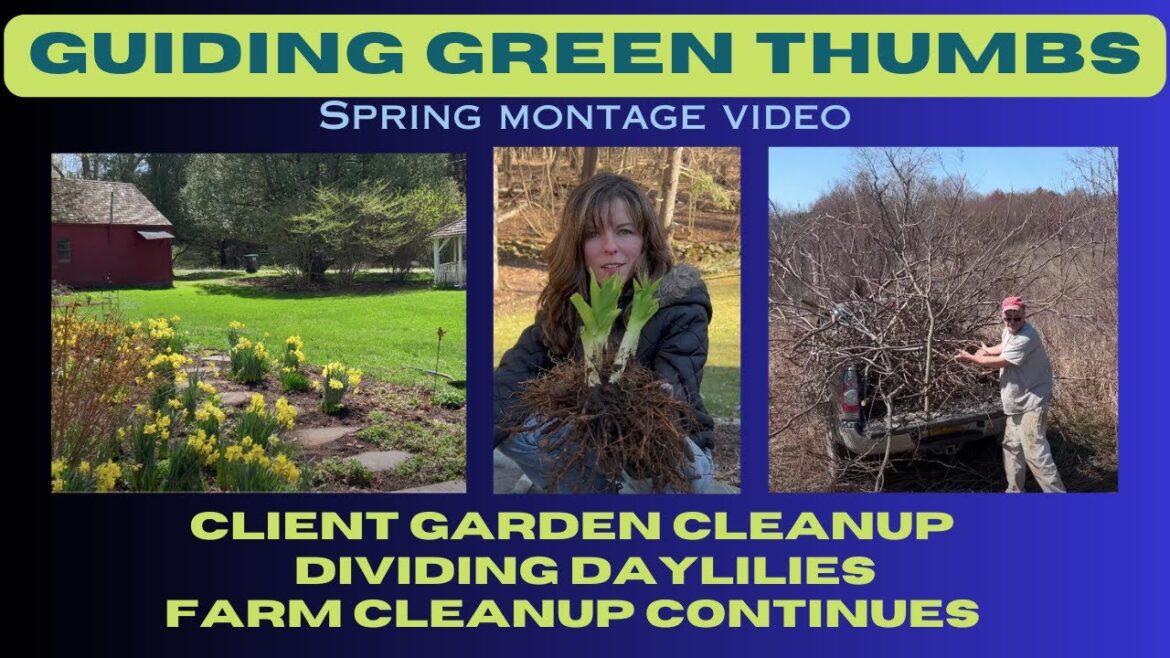 Spring Project Montage // Farm Cleanup // Client Garden Spring Cleanup // Dividing Daylilies Spring Project Montage // Farm Cleanup // Client Garden Spring Cleanup // Dividing Daylilies