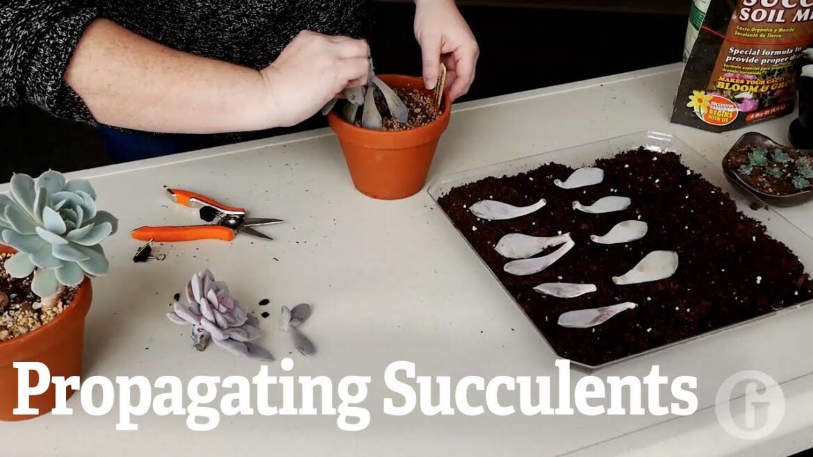 Propagating Succulents