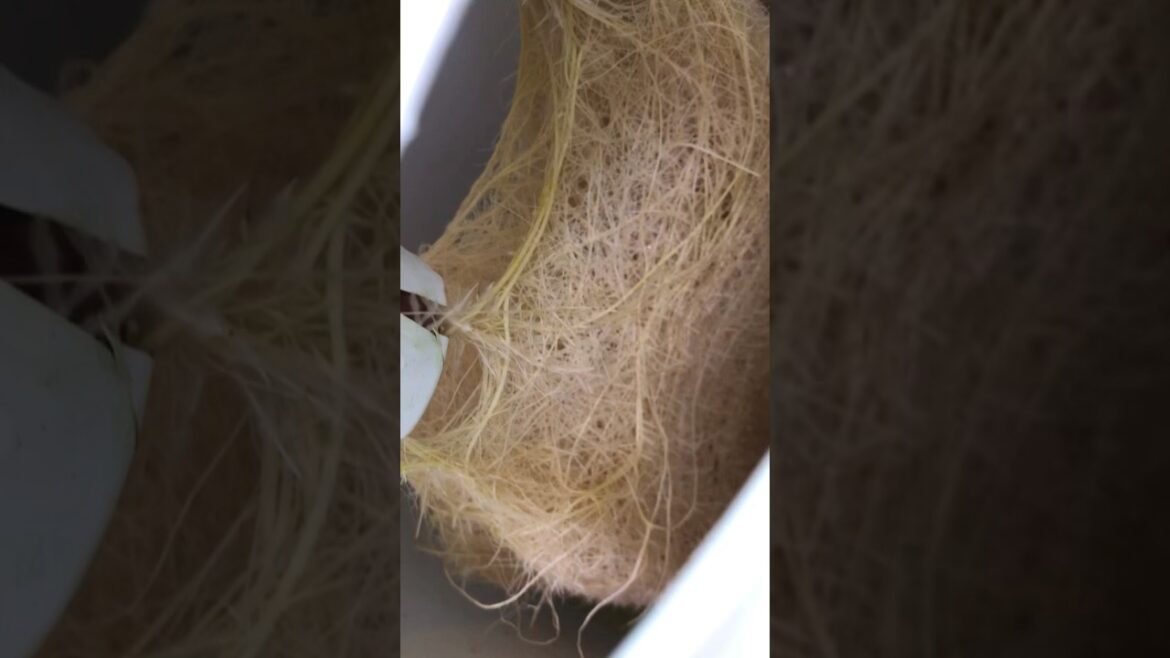 Hydroponic tomato gardening tips Kratky method #shorts #gardening #hydroponics Hydroponic tomato gardening tips Kratky method #shorts #gardening #hydroponics