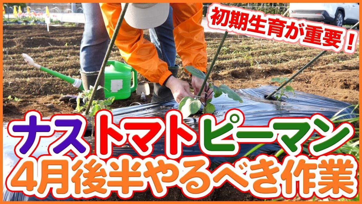 家庭菜園や農園のナス栽培・トマト栽培・ピーマン栽培の4月後半の重要作業!夏野菜の初期生育を安定させる植え付け方法を徹底解説!【農園ライフ】 家庭菜園や農園のナス栽培・トマト栽培・ピーマン栽培の4月後半の重要作業!夏野菜の初期生育を安定させる植え付け方法を徹底解説!【農園ライフ】