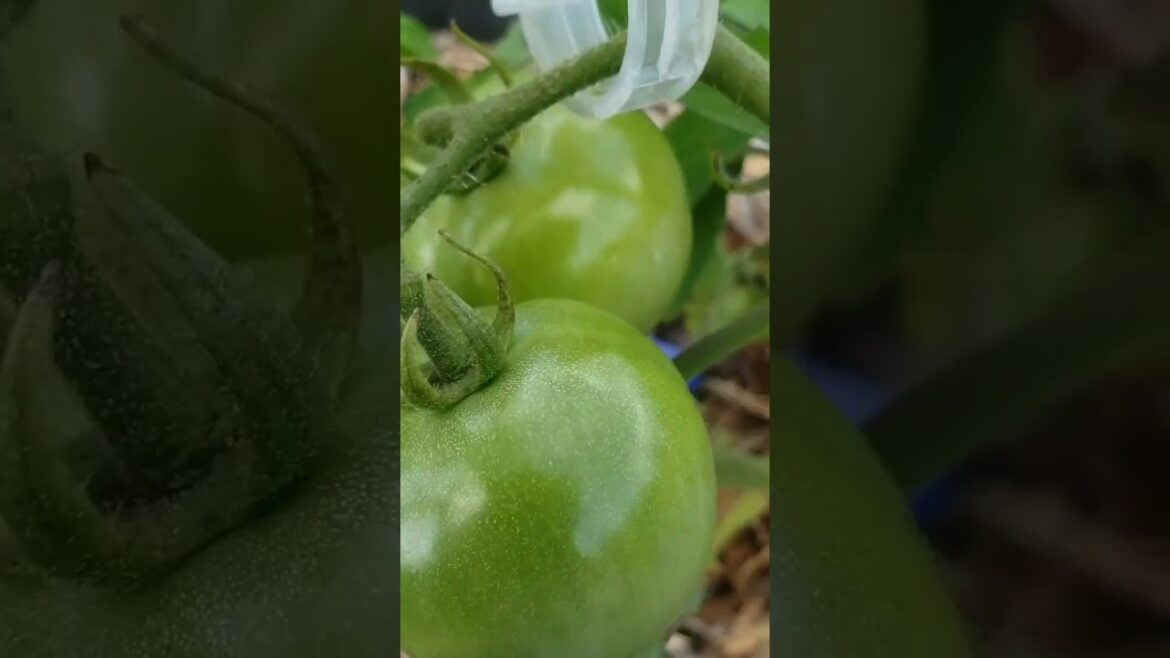 Harvesting Tomatoes and a walk through my container garden #containergarden #tomatoes  #gardens