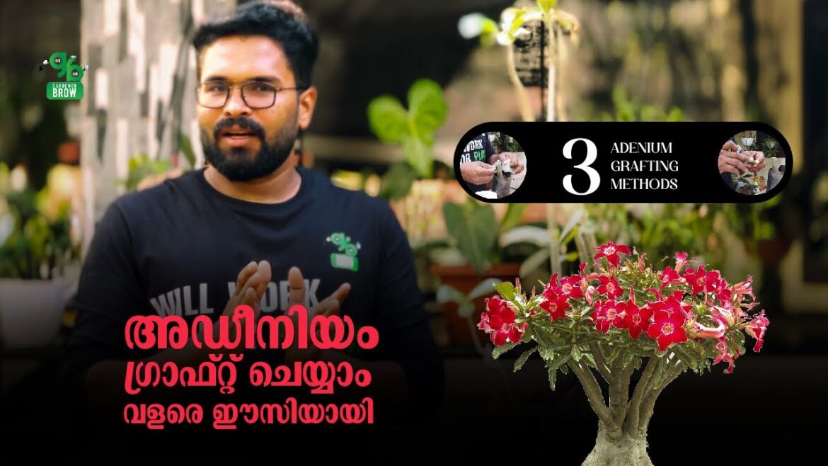 അഡീനിയം ഗ്രാഫ്റ്റ് ചെയ്യാം വളരെ ഈസിയായി | ADENIUM GRAFTING TIPS | GARDENER BROW അഡീനിയം ഗ്രാഫ്റ്റ് ചെയ്യാം വളരെ ഈസിയായി | ADENIUM GRAFTING TIPS | GARDENER BROW