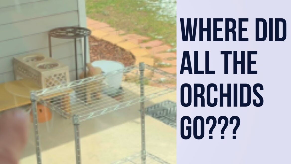Where are My Outside Orchids? Where did my outside orchids go?? Come See Where are My Outside Orchids? Where did my outside orchids go?? Come See