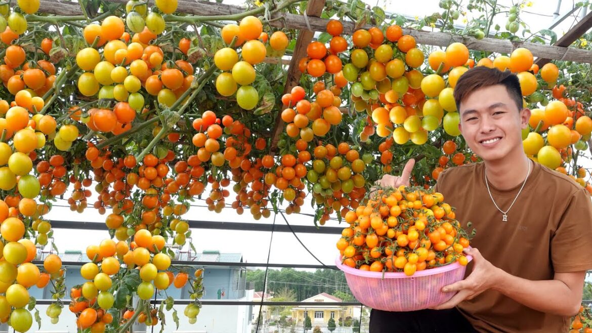 No need to spend money to buy seeds, grow Tomatoes this way, many fruits and high yields