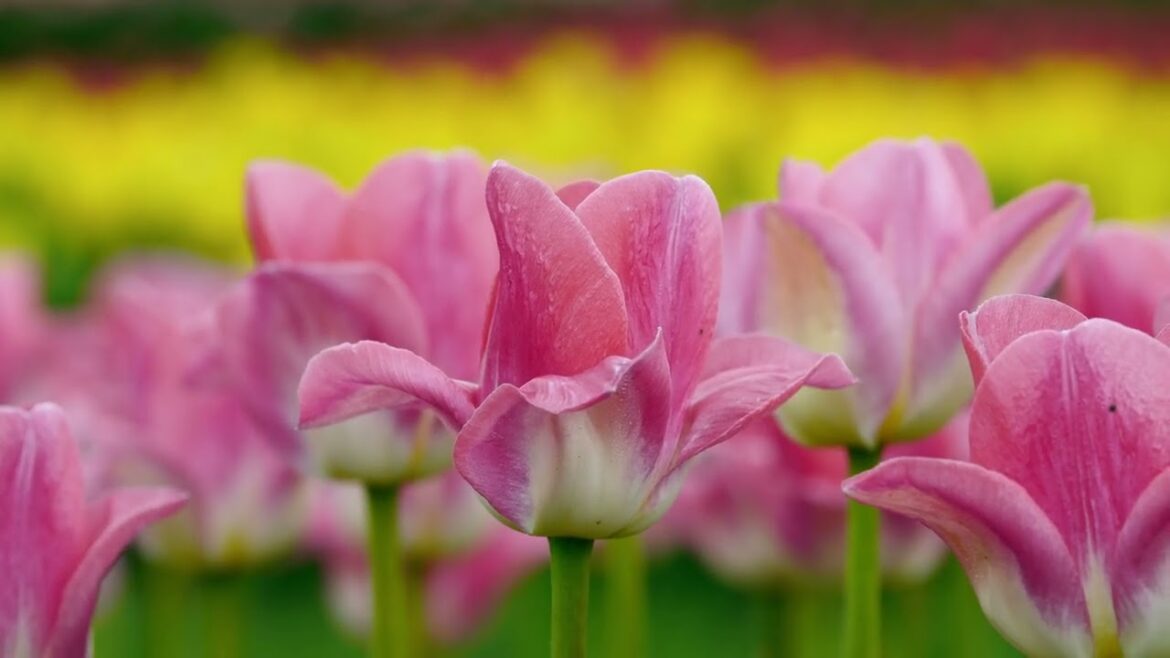 4k Relaxing Video : I’m going to do an adaptation of the Italian film Bread and Tulips . #tulip