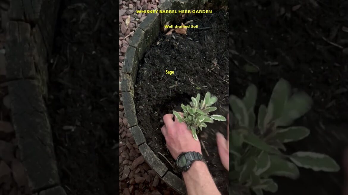 Herb  Garden Planter Container  #shorts