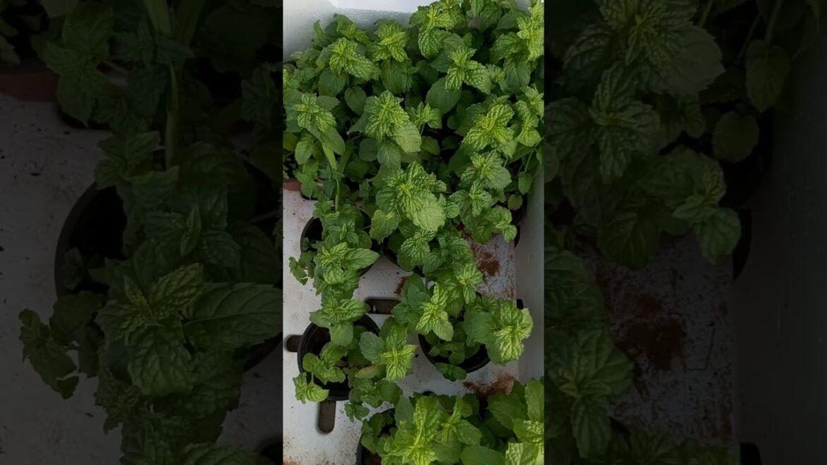 MENT DAY 2 ! PLANT CARE ! VEGETABLE GARDENING ! GARDEN DESIGN ! INDOOR PLANTS ! K5 ! K FIVE 26 MENT DAY 2 ! PLANT CARE ! VEGETABLE GARDENING ! GARDEN DESIGN ! INDOOR PLANTS ! K5 ! K FIVE 26