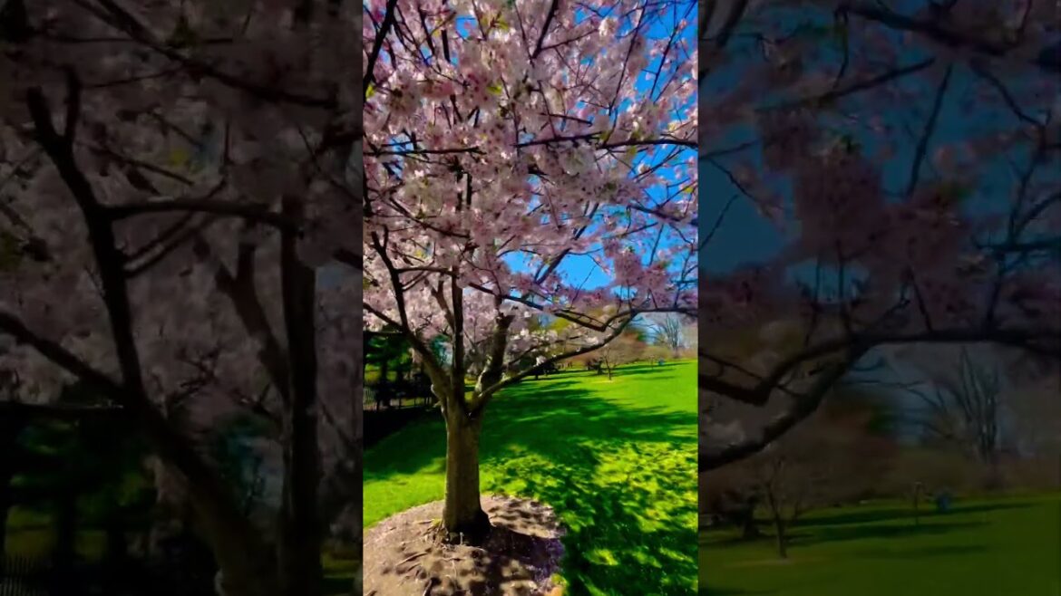 Gorgeous Japanese Yoshino Cherry Tree at the Hershey Gardens, Pennsylvania
