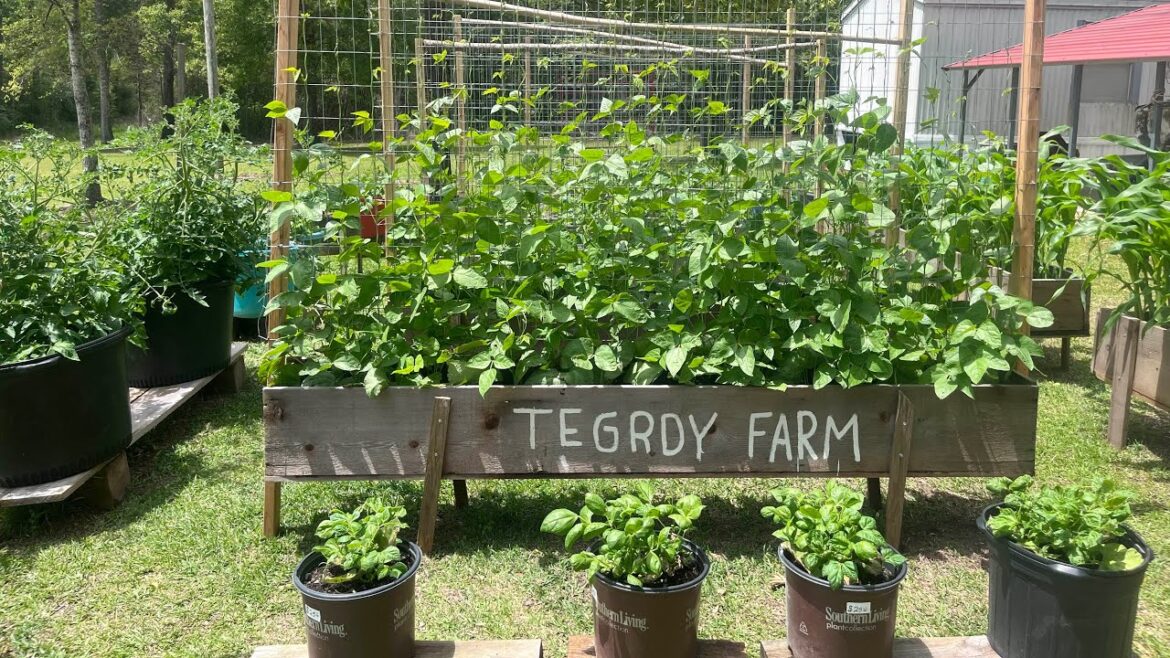 Tegrdy Farm Tour: raised bed & container gardening organic and regenerative! Zone 9a/9b