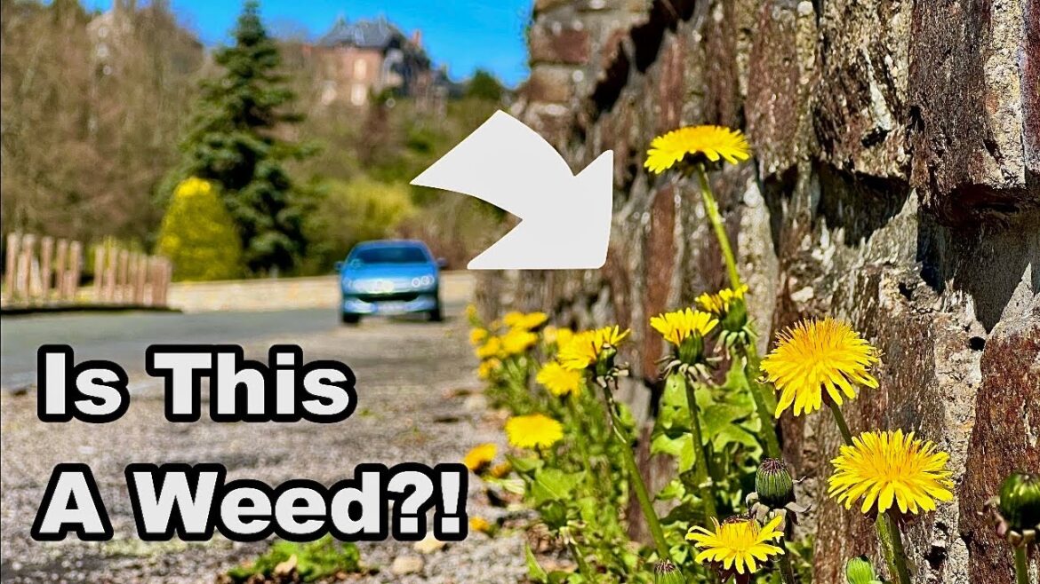 WHAT is a "WEED?" - Time for CHANGE . . .