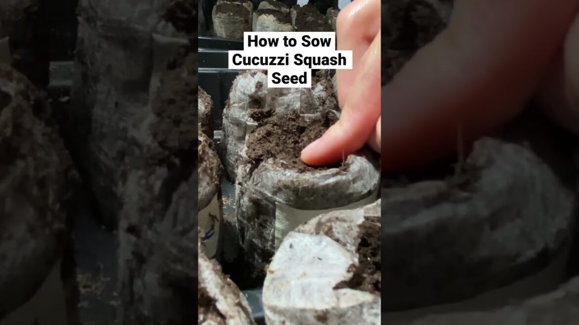 Sowing cucuzzi squash #peatpellets #gardeningproducts #gardeningtips #seedlingtrays #gardening
