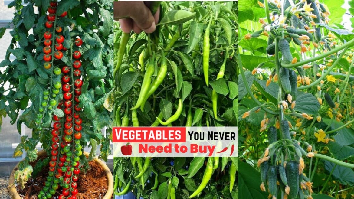 10 Vegetables You Never Need to Buy | Edible Gardening 10 Vegetables You Never Need to Buy | Edible Gardening