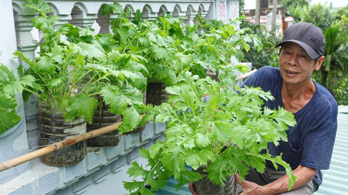 Japanese Mizuna Vegetables, Japanese Attraction, Eat to Live Longer Japanese Mizuna Vegetables, Japanese Attraction, Eat to Live Longer