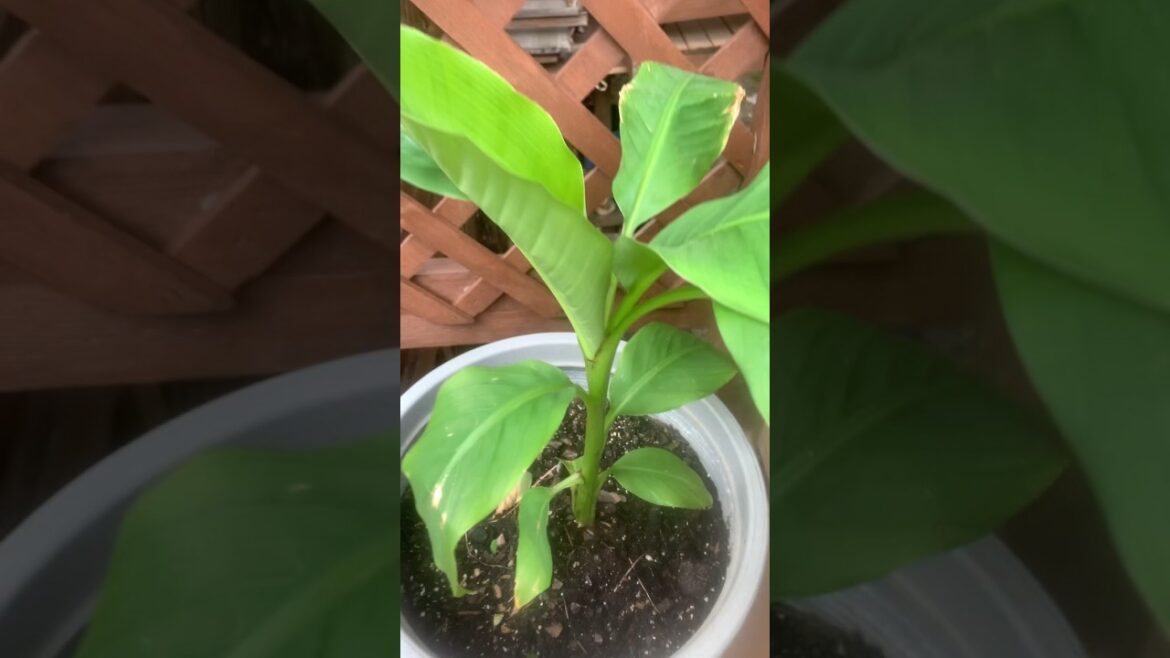 Growing Banana Plants #urbangardening #containergardening Growing Banana Plants #urbangardening #containergardening