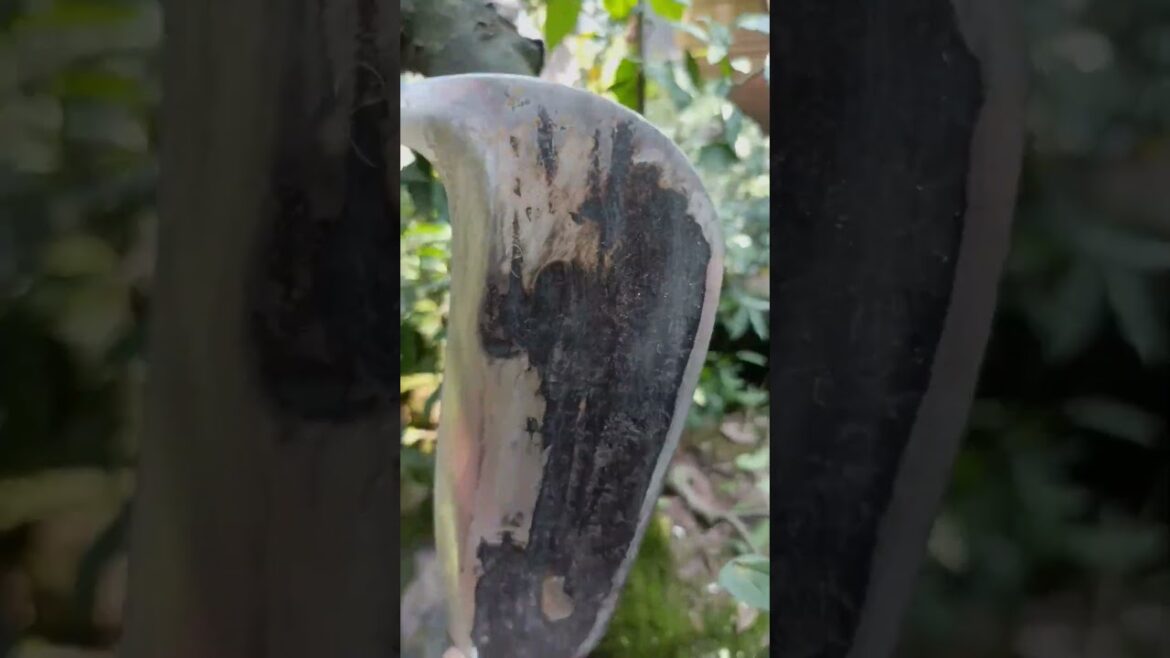 Tips for creating a graft hole with a drill for grafting tree branches