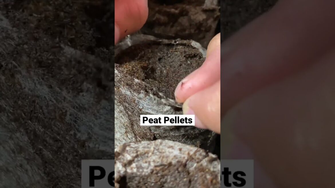 #peatpellets #gardeningtips #gardeningproducts#gardening #seedlingtrays #seedsowing #seeds