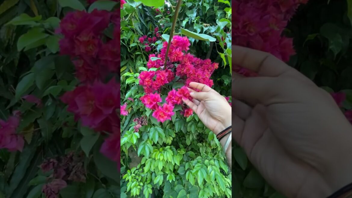 bougainvillea flower | tips | spring flowers @greatnanda #vikrantnanda #shorts #reels #viral bougainvillea flower | tips | spring flowers @greatnanda #vikrantnanda #shorts #reels #viral