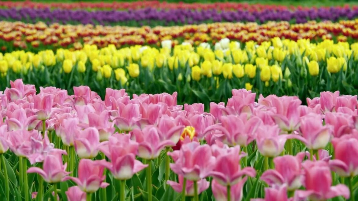 4k. I want to preserve your love in a field of Tulips, safely living in it. #syednadeemmedia #tulip