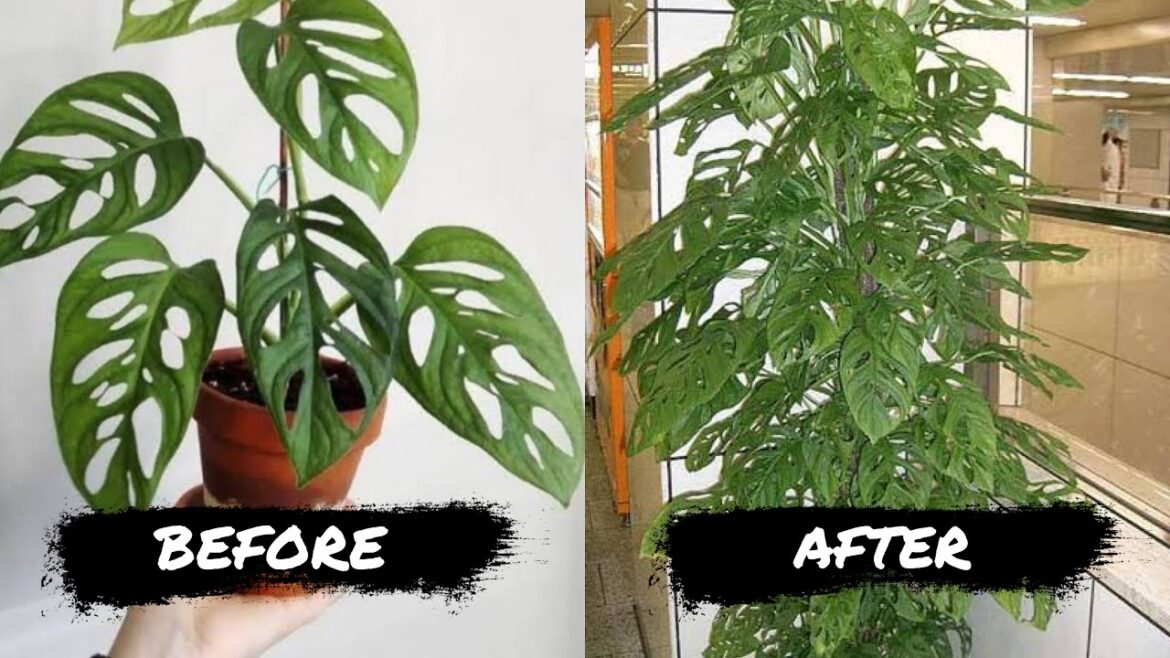 8 SIMPLE TIPS TO MAKE YOUR ADANSONII GROW FASTER!