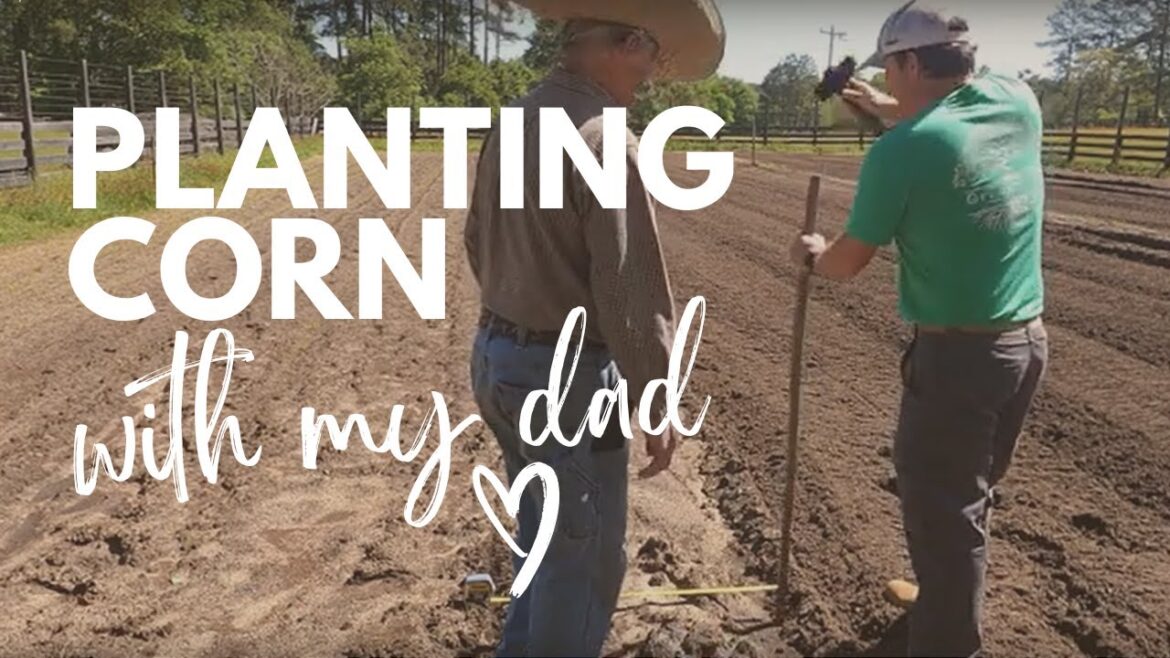 Planting Corn with My Dad 🌽| Grow Your Own Food