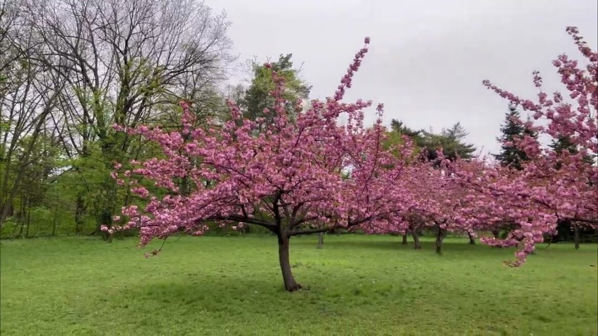 Grădina japoneză din Herăstrău/Japanese garden jn Herăstrău Parck, Bucharest, Romania