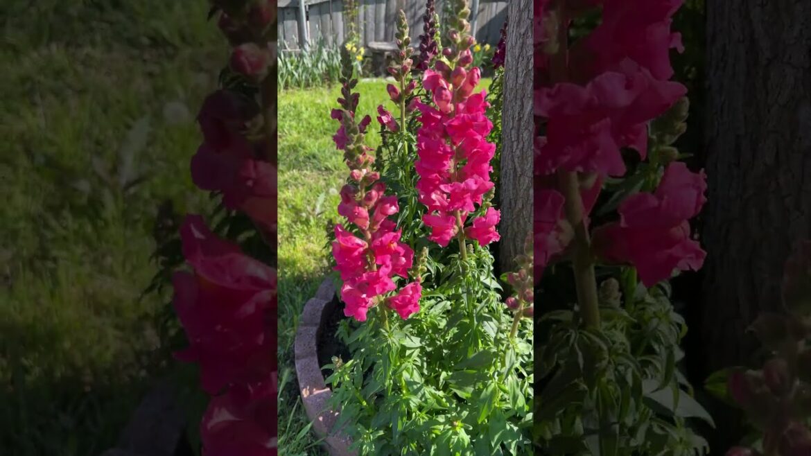 April Garden Tour - Front Yard Zone 9b