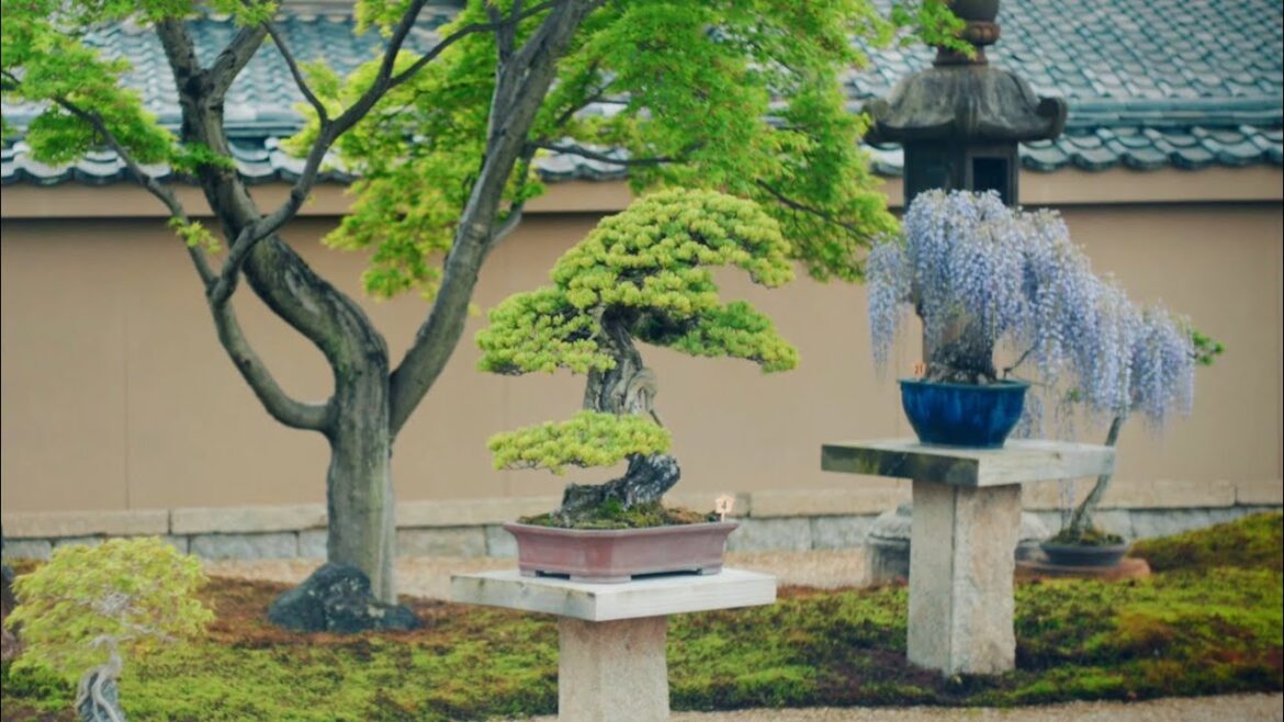In Praise of Shadows – How Darkness Impacts Bonsai Aesthetics In Praise of Shadows - How Darkness Impacts Bonsai Aesthetics