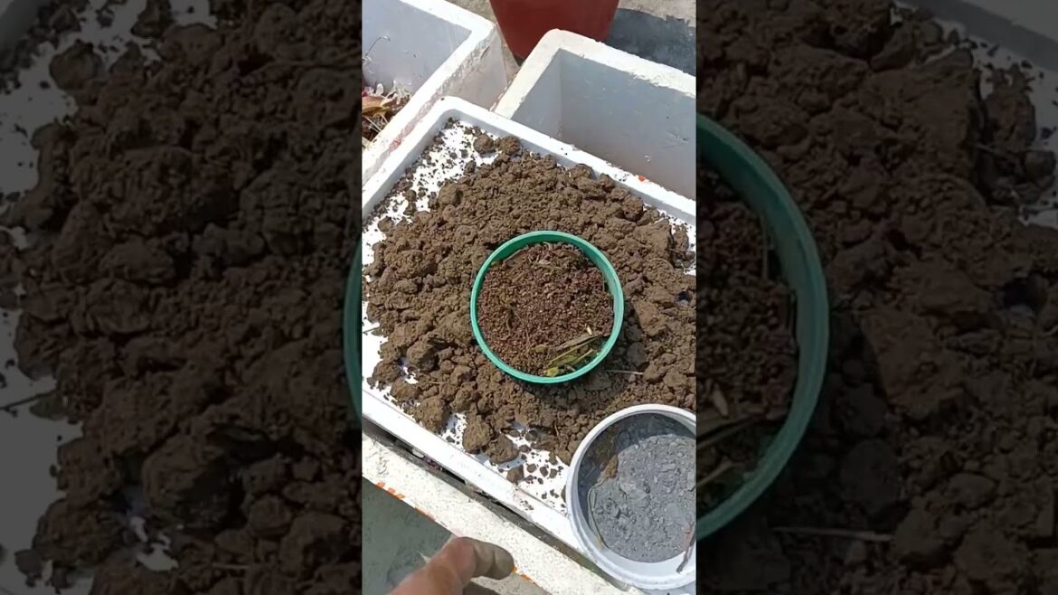 vegetables growing with fresh kitchen waste #shorts #youtubeshorts #viral #trending #terracegarden vegetables growing with fresh kitchen waste #shorts #youtubeshorts #viral #trending #terracegarden