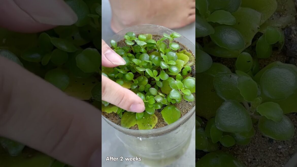 Miracles from leaves, great ideas for indoor Dichondra Silver Falls potted plants