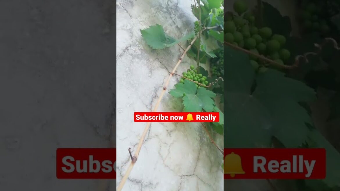 अंगूर #shorts #satisfying #farming #viral #trading #gardeningwithsohan5818 अंगूर #shorts #satisfying #farming #viral #trading #gardeningwithsohan5818