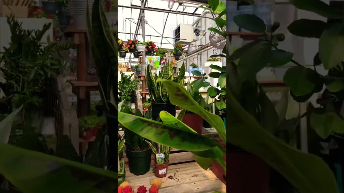 Gardening Container Gardening 2023 #shorts #viral #best #trending #canada #plants