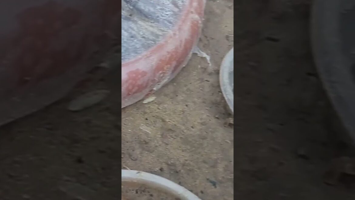 #gardening #plantnursery #gardeningforbeginners #plants #seed #vegetablegardening