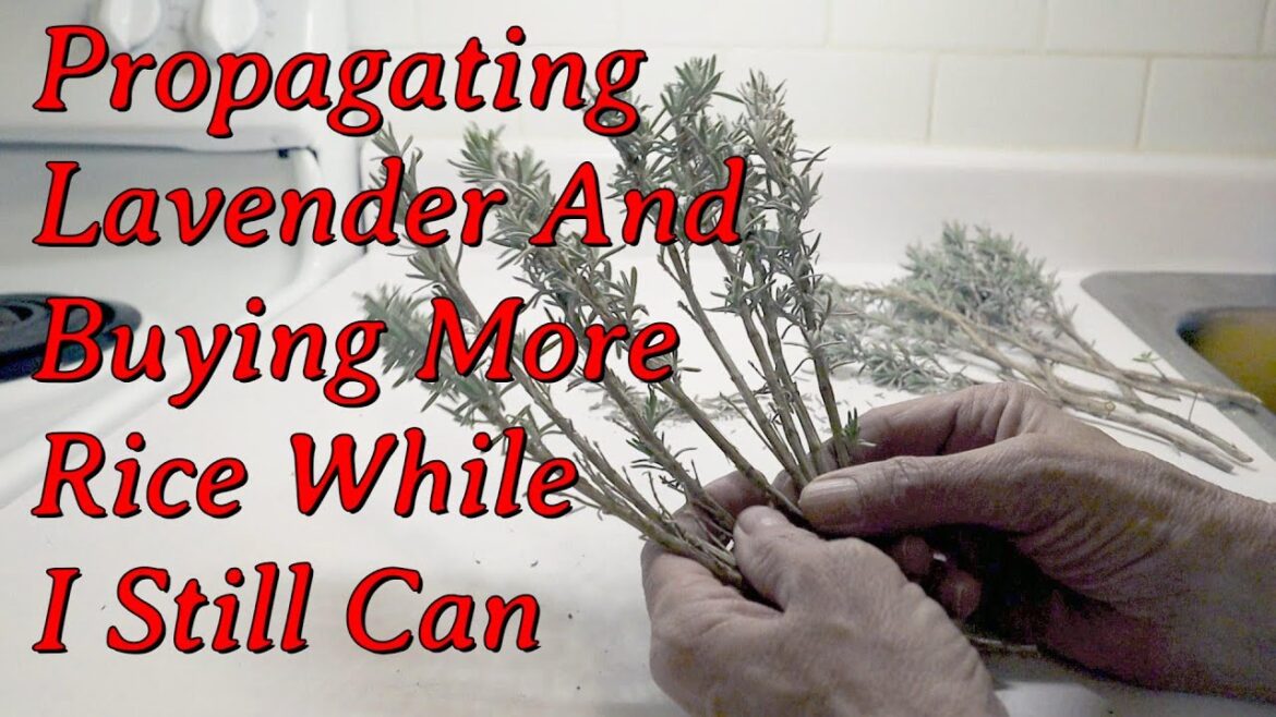 Propagating Lavender and Buying Rice While I Still Can