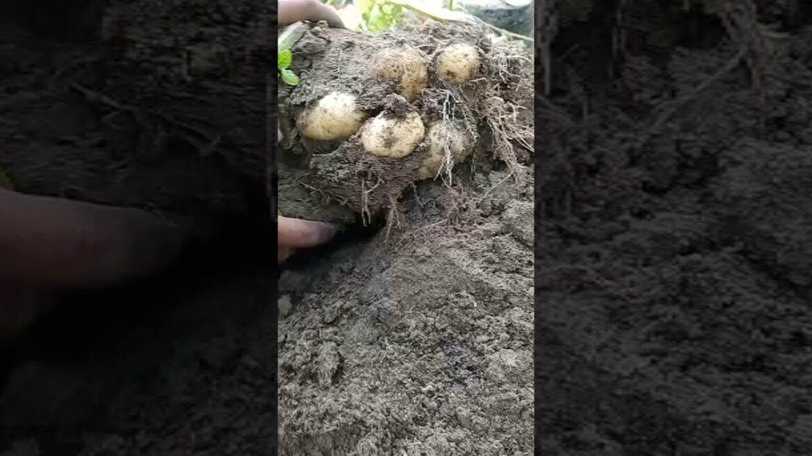 Harvesting potato #shorts #short #youtubeshorts #gardening Harvesting potato #shorts #short #youtubeshorts #gardening
