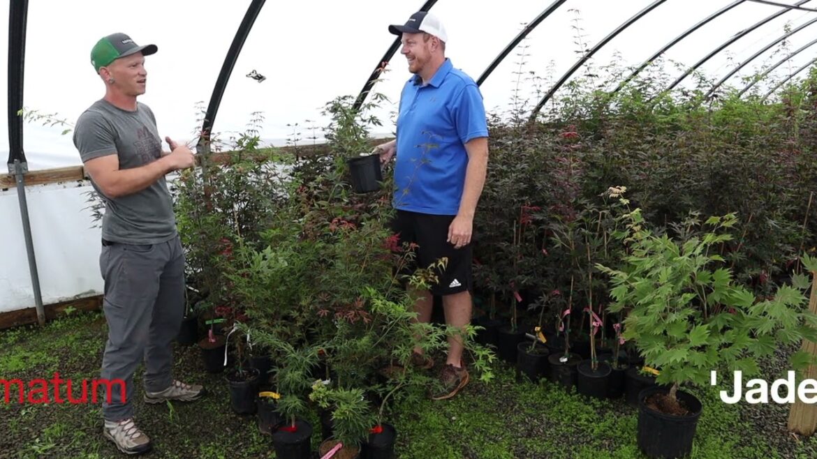 Acer palmatum ‘Looking Glass Falls’ & ‘Jade Dragon’ | Rare MrMaple Clips Acer palmatum 'Looking Glass Falls' & 'Jade Dragon' | Rare MrMaple Clips