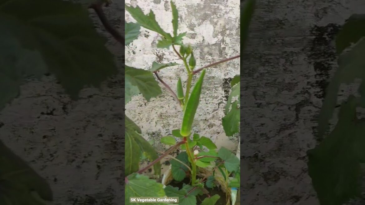Growing Bhindi Plants #gardening #shorts #ladyfinger #okra #bhindi